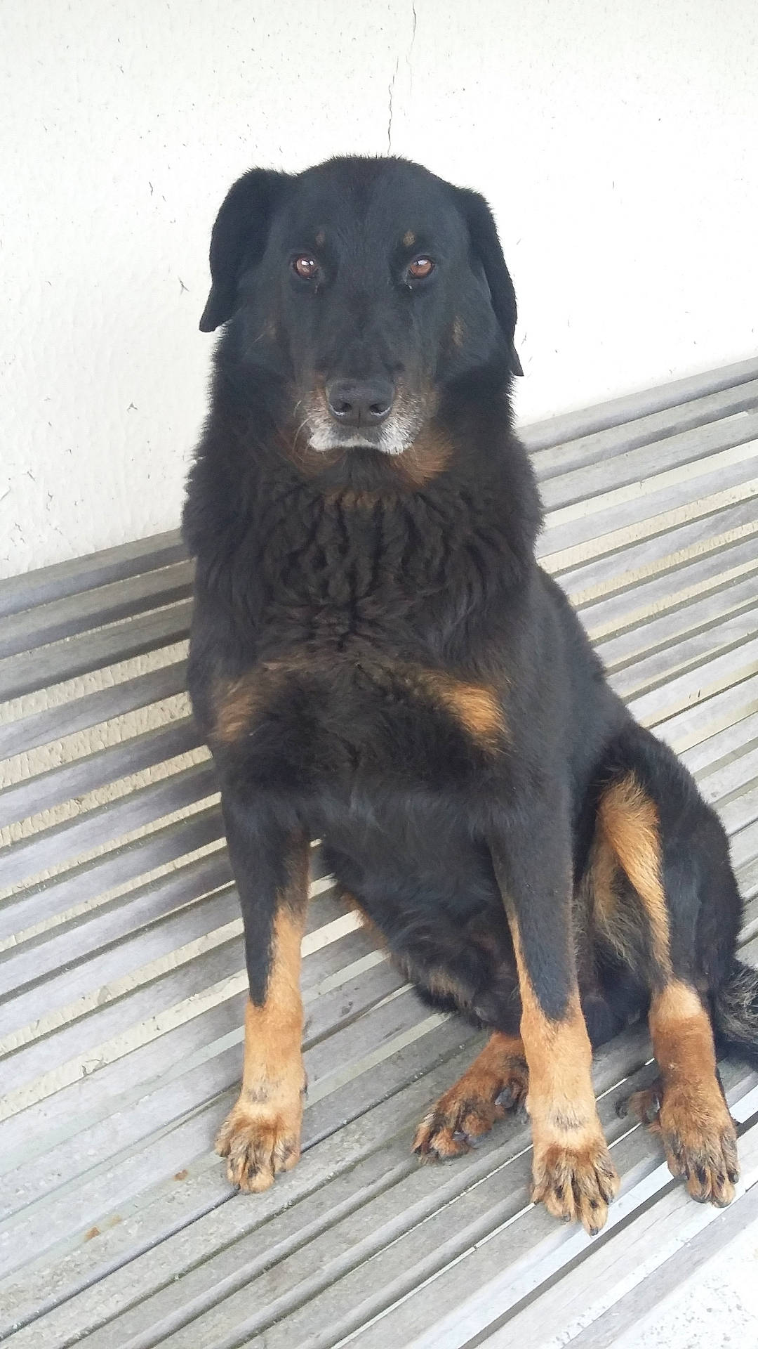 Iquem a rejoint le concours — aidez-le/la à gagner de superbes lots ! animal, architecture, boardwalk, bridge, building, canine, deck, dog, germanshepherd, hound, house, housing, labradorretriever, newfoundland, pet, policedog, porch, puppy, slate, wood