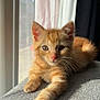 Alsan participe au concours pour gagner de l'argent avec cette photo : abyssinian, angora, animal, cat, kitten, manx, pet, window, windowsill