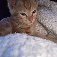 Alsan participe au concours pour gagner de l'argent avec cette photo : abyssinian, animal, blanket, cat, kitten, manx, pet, siamese