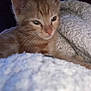 abyssinian, animal, blanket, cat, kitten, manx, pet, siamese