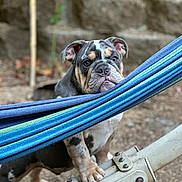 Biff is registered to the contest to win money with this photo: bulldog, puppy, dog, pet, animal, outdoor, hammock, blue, green, metal, curious, face, wrinkles, ears, paws, ground, nature, closeup, portrait, young