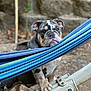 bulldog, puppy, dog, pet, animal, outdoor, hammock, blue, green, metal, curious, face, wrinkles, ears, paws, ground, nature, closeup, portrait, young