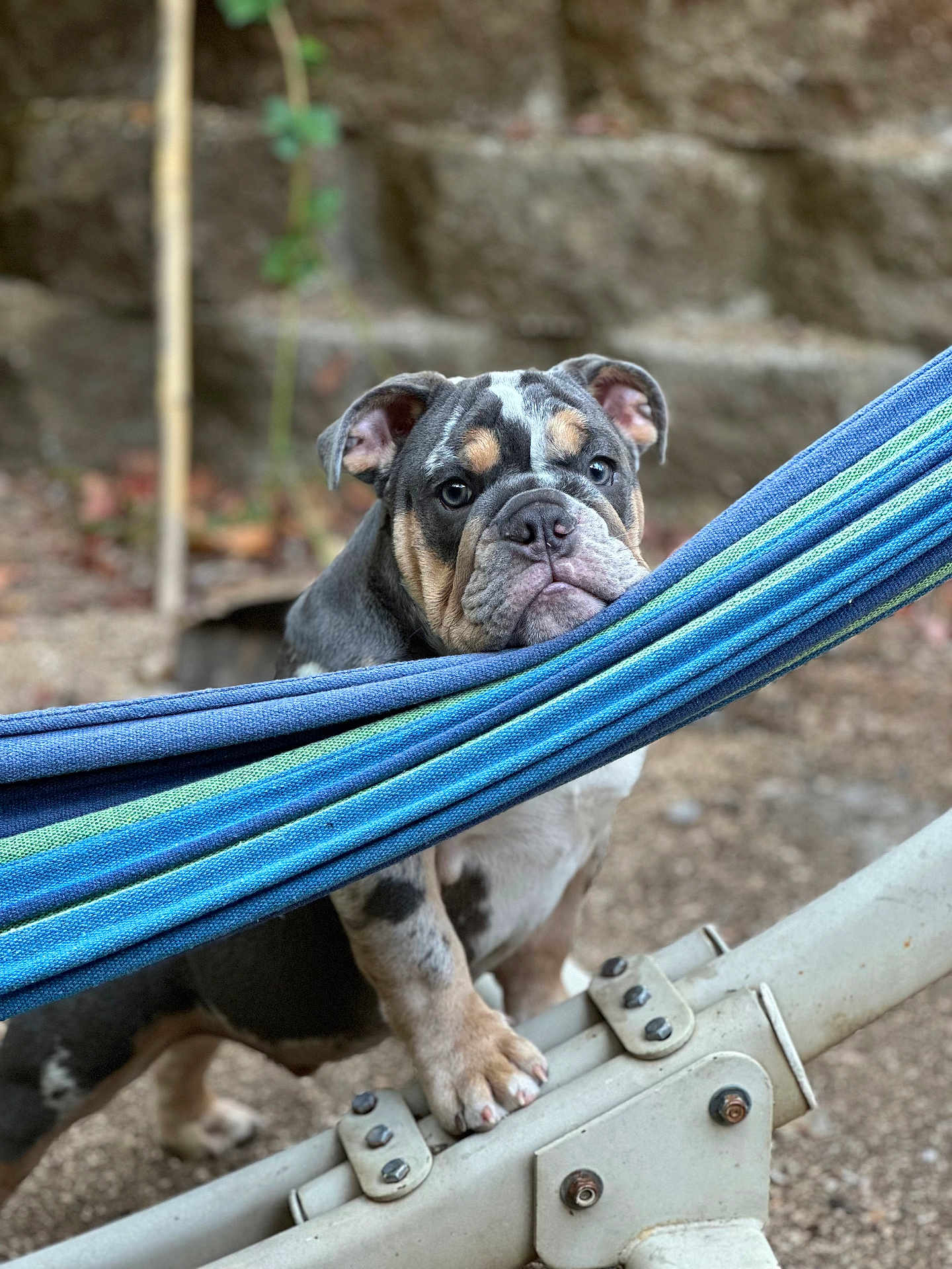 Biff is registered to the contest to win money with this photo: bulldog, puppy, dog, pet, animal, outdoor, hammock, blue, green, metal, curious, face, wrinkles, ears, paws, ground, nature, closeup, portrait, young