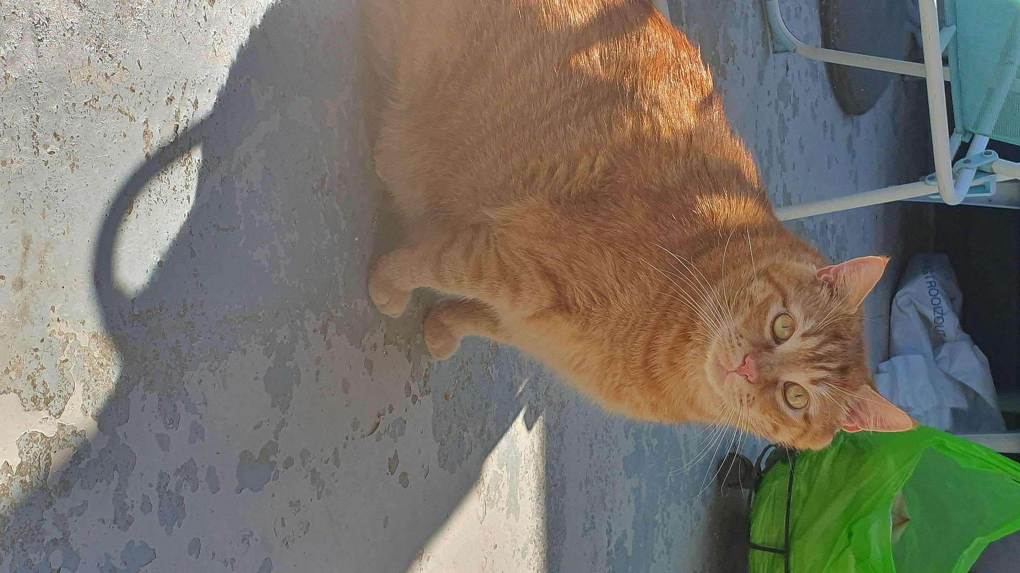 Lucky a rejoint le concours — aidez-le/la à gagner de superbes lots ! carnivore, cat, domestic_short_haired_cat, fawn, felidae, fur, shadow, small_to_medium_sized_cats, snout, tail, terrestrial_animal, trunk, whiskers, wildlife, window, wood