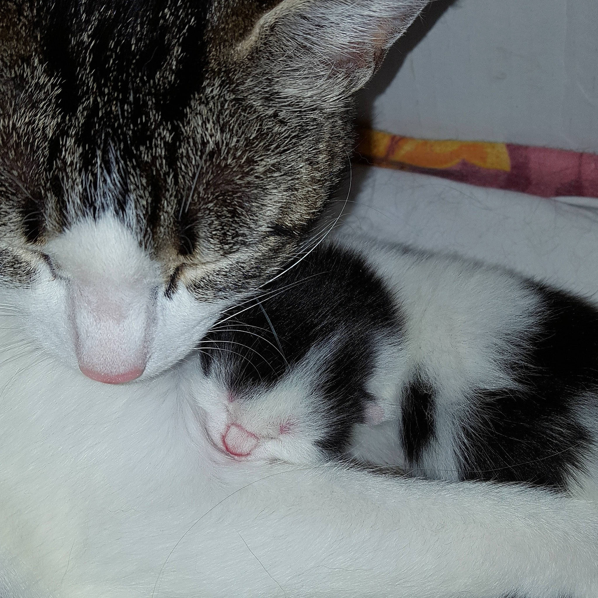 Poussy participe au concours pour gagner de l'argent avec cette photo : carmine, carnivore, cat, claw, comfort, domestic_short_haired_cat, eye, felidae, foot, fur, human_body, leg, nap, paw, sleep, small_to_medium_sized_cats, snout, tail, whiskers