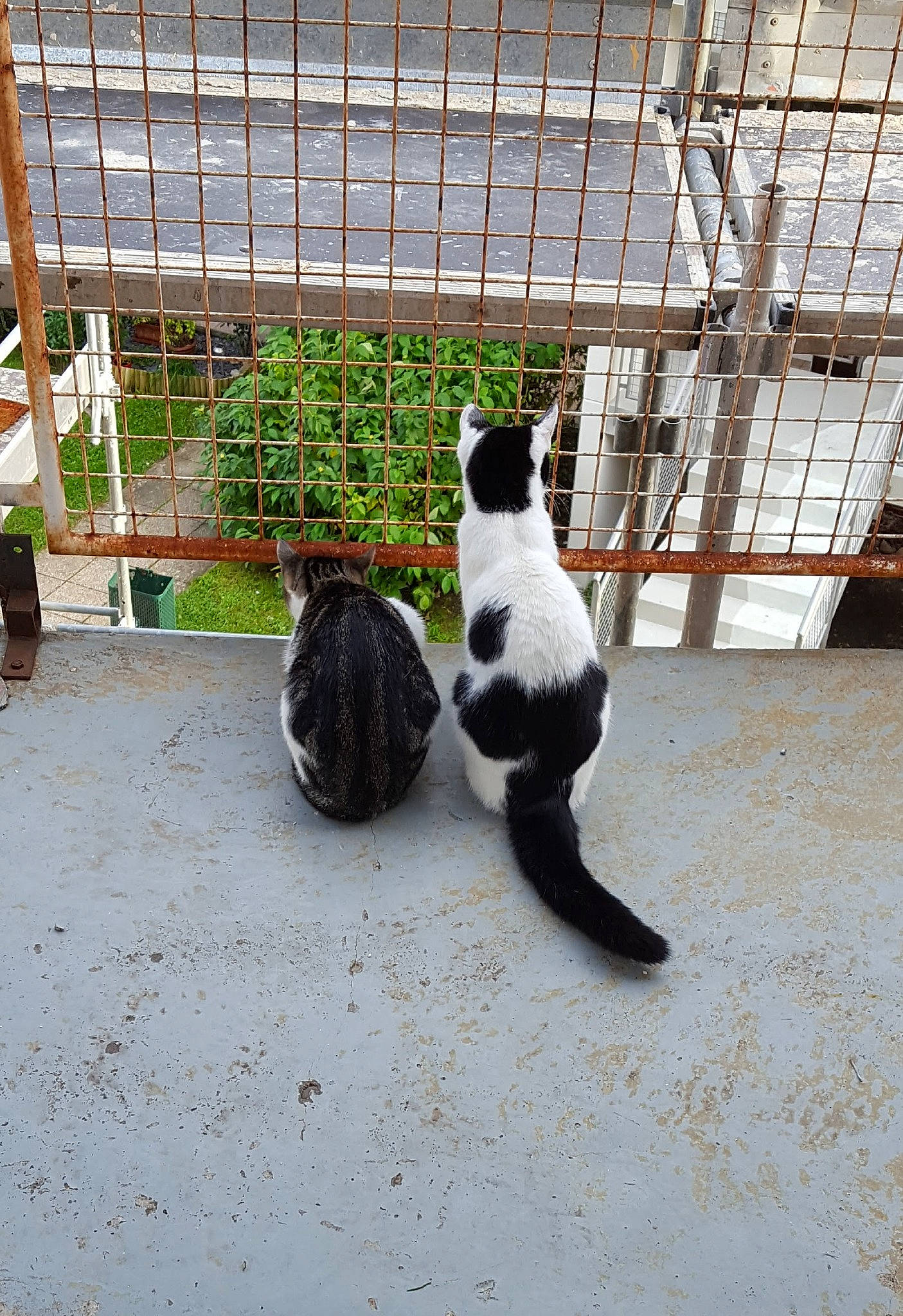 Poussy participe au concours pour gagner de l'argent avec cette photo : animal_shelter, canidae, carnivore, cat, dog_breed, domestic_short_haired_cat, felidae, flooring, flowerpot, fur, grass, pet_supply, plant, small_to_medium_sized_cats, snout, sporting_group, tail, terrestrial_animal, whiskers