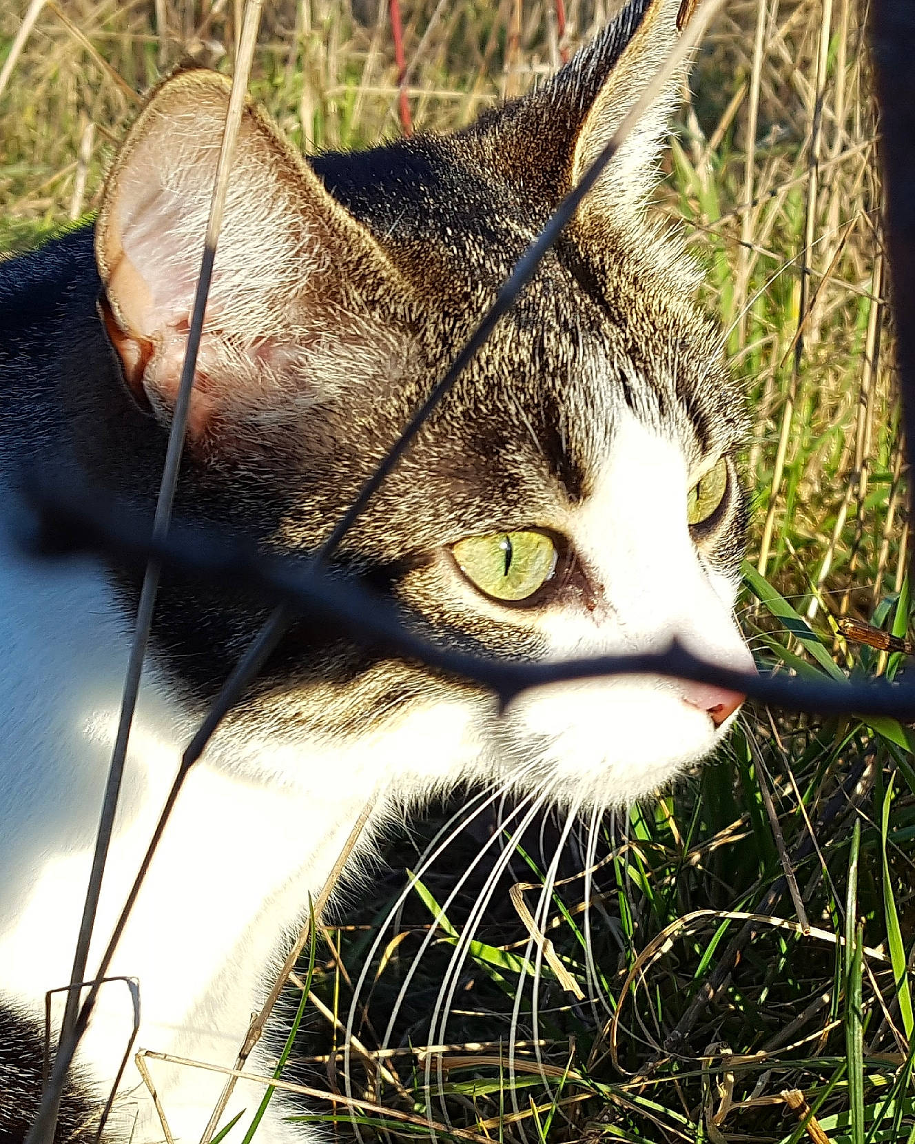 Poussy a rejoint le concours — aidez-le/la à gagner de superbes lots ! carnivore, cat, close_up, domestic_short_haired_cat, eye, felidae, fur, grass, head, plant, small_to_medium_sized_cats, snout, tail, terrestrial_animal, twig, whiskers, wildlife