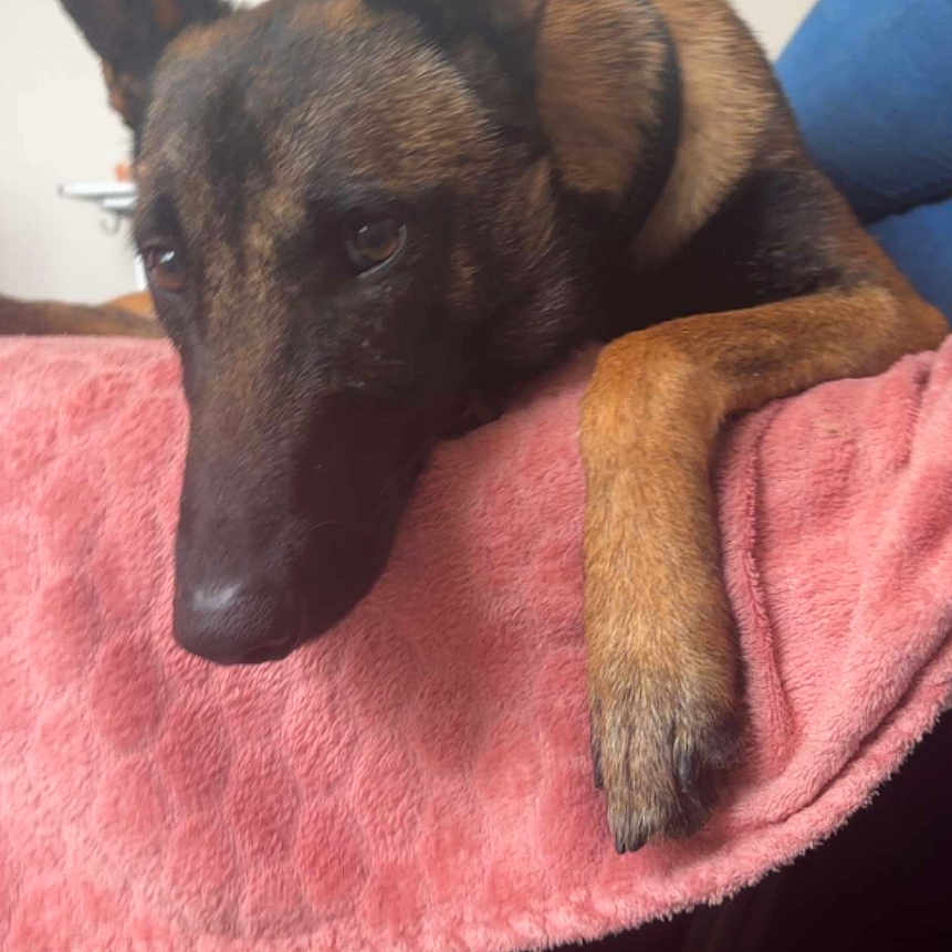 Puchka a rejoint le concours — aidez-le/la à gagner de superbes lots ! blanket, brown_fur, canine, close_up, collar, couch, dog, ears, furniture, home, indoor, paw, pet, pink_blanket, portrait, resting, sleepy, snout, sofa, textile