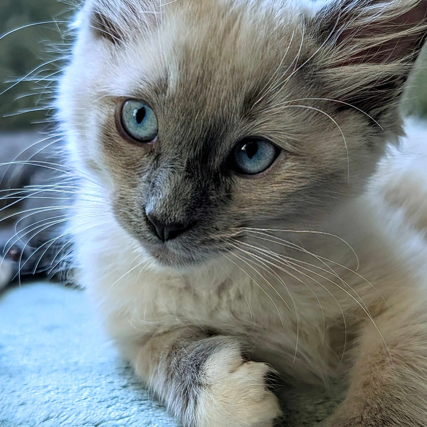 Fenrir joined the competition — help win amazing prizes! abyssinian, angora, animal, cat, kitten, manx, pet, siamese