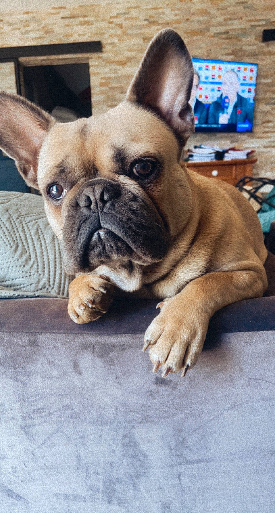 Raïko a rejoint le concours — aidez-le/la à gagner de superbes lots ! bored, bulldog, canidae, carnivore, comfort, companion_dog, dog, dog_breed, ear, fawn, french_bulldog, puppy, snout, sporting_group, television, terrestrial_animal, toy_dog, whiskers, working_animal, wrinkle