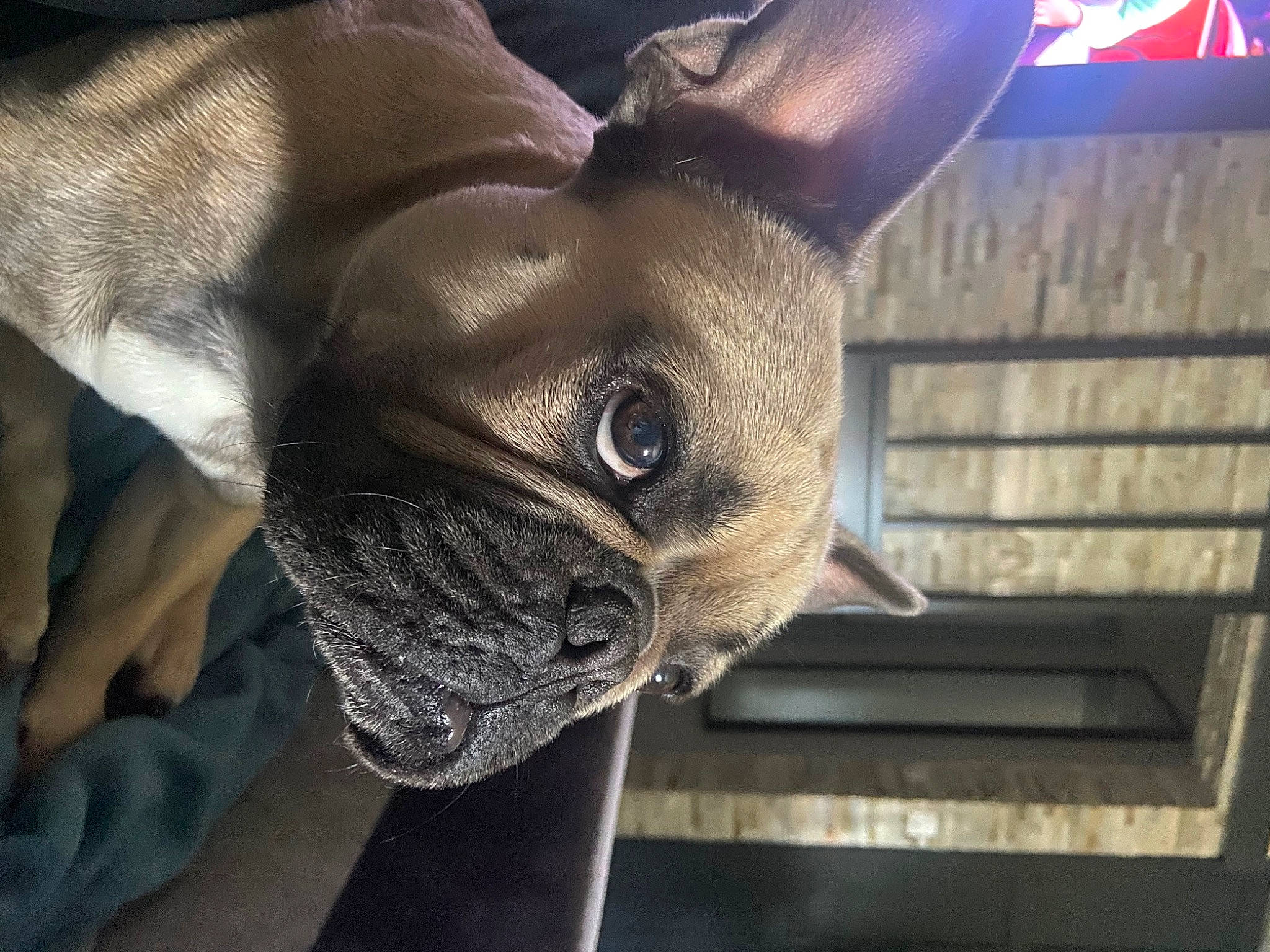 Raïko participe au concours pour gagner de l'argent avec cette photo : cameras_optics, canidae, carnivore, comfort, companion_dog, dog, dog_breed, ear, eye, fawn, fur, non_sporting_group, pug, snout, sporting_group, terrestrial_animal, toy_dog, whiskers, working_animal, wrinkle