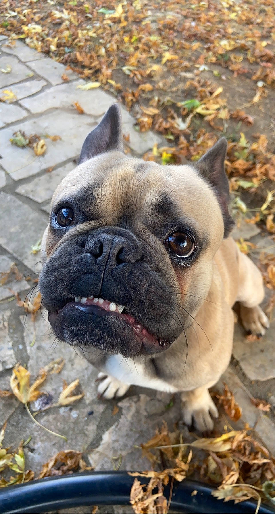 Raïko participe au concours pour gagner de l'argent avec cette photo : bulldog, canidae, carnivore, close_up, companion_dog, dog, dog_breed, dog_collar, eye, fawn, grass, molosser, puppy, snout, sporting_group, terrestrial_animal, toy_dog, whiskers, working_animal, wrinkle