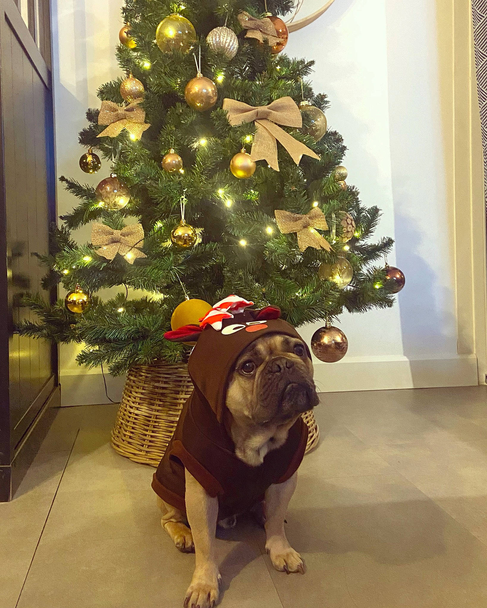 Raïko a rejoint le concours — aidez-le/la à gagner de superbes lots ! branch, carnivore, christmas, christmas_decoration, christmas_ornament, christmas_tree, companion_dog, dog, event, evergreen, fawn, holiday, holiday_ornament, interior_design, ornament, plant, tree, wood, woody_plant, working_animal