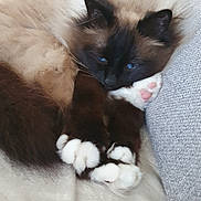 Odjy a rejoint le concours — aidez-le/la à gagner de superbes lots ! abyssinian, animal, armchair, blackcat, cat, chair, couch, furniture, hardwood, homedecor, kitten, linen, manx, person, pet, siamese, sleeping, wood