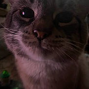 Skippy is registered to the contest to win money with this photo: cat, close_up, indoor, feline, whiskers, face, fur, pet, animal, cute, dark, blurred, eyes, nose, mystery, soft, portrait, domestic_cat, closeup