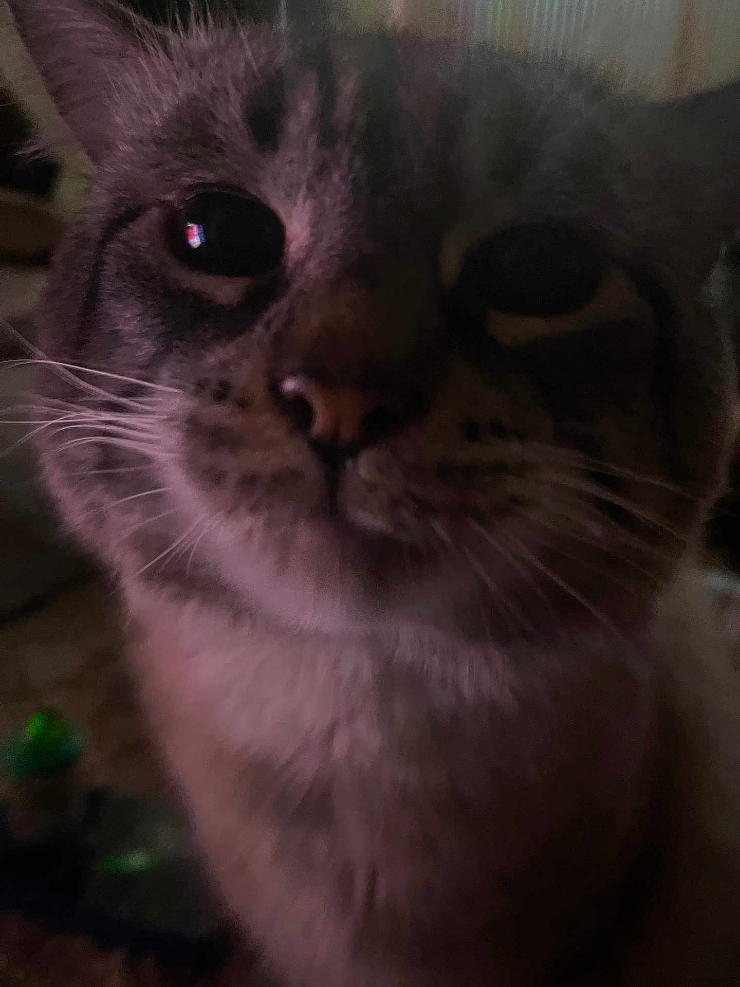 Skippy is registered to the contest to win money with this photo: cat, close_up, indoor, feline, whiskers, face, fur, pet, animal, cute, dark, blurred, eyes, nose, mystery, soft, portrait, domestic_cat, closeup