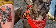 Arés participe au concours pour gagner de l'argent avec cette photo : dog, french_bulldog, bandana, orange_bandana, harness, leash, tattoo, tattoo_of_dog, human_leg, sneaker, pavement, blue_door, building, outdoor, close_up, heterochromia, wrinkled_face, brown_fur, ears, portrait