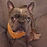 Arés a rejoint le concours — aidez-le/la à gagner de superbes lots ! dog, french_bulldog, pet, bandana, plush_toy, couch, indoor, brindle, brown, close_up, face, ears, eyes, looking_up, sitting, paw, wrinkled, accessory, snout, cute