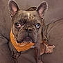 dog, french_bulldog, pet, bandana, plush_toy, couch, indoor, brindle, brown, close_up, face, ears, eyes, looking_up, sitting, paw, wrinkled, accessory, snout, cute