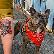Arés participe au concours pour gagner de l'argent avec cette photo : dog, french_bulldog, bandana, orange_bandana, harness, leash, tattoo, tattoo_of_dog, human_leg, sneaker, pavement, blue_door, building, outdoor, close_up, heterochromia, wrinkled_face, brown_fur, ears, portrait