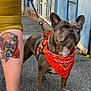 dog, french_bulldog, bandana, orange_bandana, harness, leash, tattoo, tattoo_of_dog, human_leg, sneaker, pavement, blue_door, building, outdoor, close_up, heterochromia, wrinkled_face, brown_fur, ears, portrait