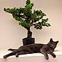 cat, gray_cat, bonsai, potted_plant, indoor, shelf, lounging, yellow_eyes, pet, feline, fur, houseplant, minimalist, relaxed, curious, whiskers, portrait, greenery, branch, white_background