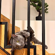 Atlas a rejoint le concours — aidez-le/la à gagner de superbes lots ! cat, gray_cat, pet, staircase, wooden_stairs, metal_railing, baluster, indoor, bonsai, potted_plant, paw, yellow_eyes, playful, climbing, relaxed, portrait, home_interior, wood_texture, furniture, floor