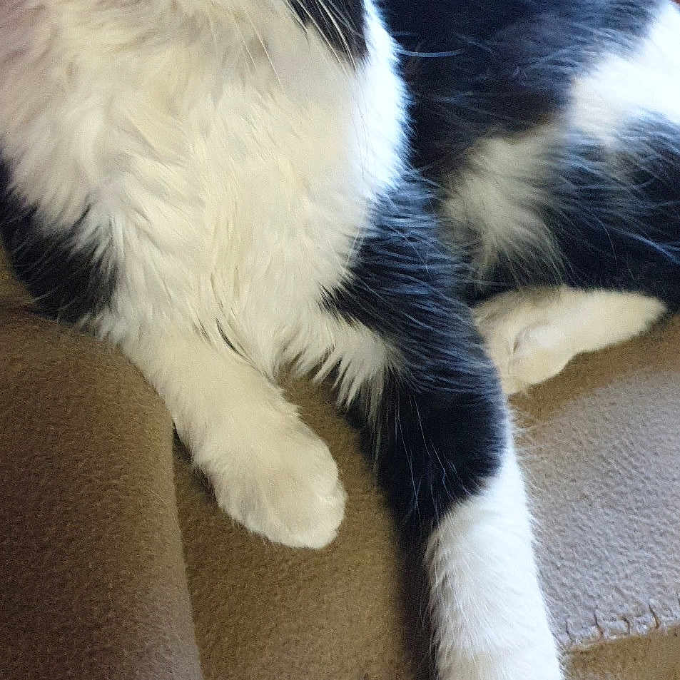 Raja