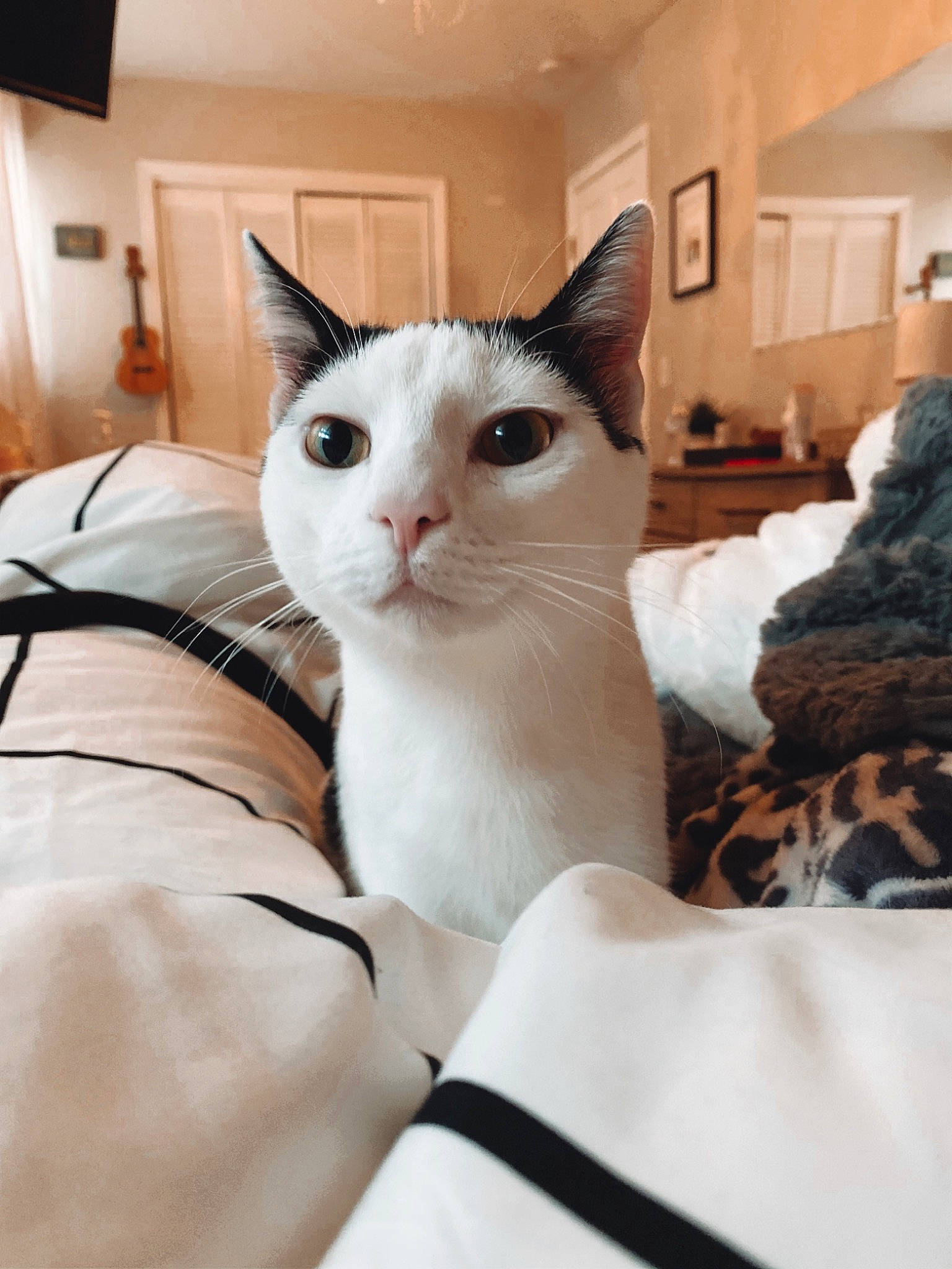 Charlie joined the competition — help win amazing prizes! carnivore, cat, felidae, fur, home, home_accessories, interior_design, lamp, linens, living_room, picture_frame, room, small_to_medium_sized_cats, snout, vertebrate, whiskers