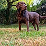 Urus participe au concours pour gagner de l'argent avec cette photo : animal, backyard, brown, canine, chocolate_labrador, daylight, dog, fur, garden, grass, labrador, looking_away, mammal, nature, outdoor, park, pet, portrait, standing, tree