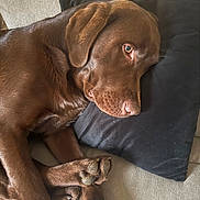 Urus a rejoint le concours — aidez-le/la à gagner de superbes lots ! animal, black_pillow, canine, chocolate_brown, closeup, comfort, companion, couch, cozy, curled_up, dog, fur, home, indoor, paw, pet, portrait, relaxed, resting, sleepy