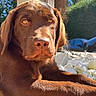 Urus a rejoint le concours — aidez-le/la à gagner de superbes lots ! animal, background, brown, car, chocolate, closeup, daylight, dog, eyes, fur, garden, labrador, nature, outdoor, pet, puppy, relaxing, resting, stone, sunlight