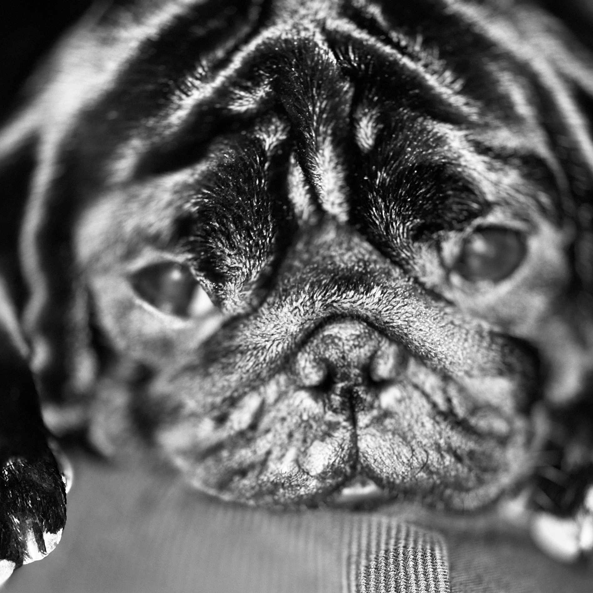 Booba a rejoint le concours — aidez-le/la à gagner de superbes lots ! animal, bulldog, canine, dog, face, frenchbulldog, head, machine, person, pet, pitbull, pug, puppy, wheel