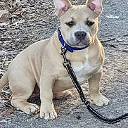 Mack joined the competition — help win amazing prizes! alert, animal, brown_dog, canine, collar, cute, dog, ears, four_legs, fur, gravel, leash, leaves, nature, outdoor, path, pet, puppy, sitting, young_dog
