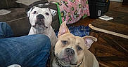 Mack is registered to the contest to win money with this photo: american_bully, animal, blanket, bulldog, collar, couch, dog, dogs, drink, furniture, indoor, living_room, looking_at_camera, pet, portrait, sitting, standing, tan_dog, white_dog, wood_floor