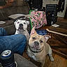american_bully, animal, blanket, bulldog, collar, couch, dog, dogs, drink, furniture, indoor, living_room, looking_at_camera, pet, portrait, sitting, standing, tan_dog, white_dog, wood_floor