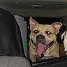 Mack joined the competition — help win amazing prizes! animal, backseat, black_nose, canine, car_interior, dog, flash_photography, floppy_ears, happy, open_mouth, pet, pet_travel, portrait, road_trip, short_hair, sitting, smiling, tan_fur, tongue, vehicle