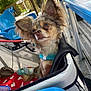 dog, small_dog, fluffy, blue_harness, pet_carrier, red_blanket, heart_pattern, outdoor, chairs, wooden_fence, natural_light, close_up, pet, animal, cute, ears, face, fur, resting, daylight