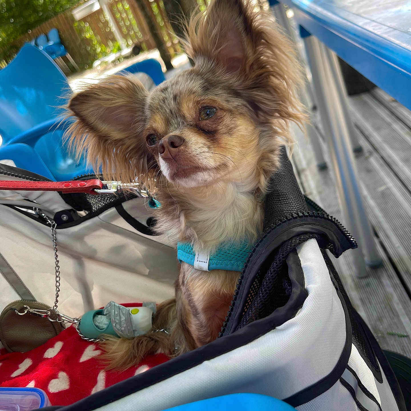 Soho a rejoint le concours — aidez-le/la à gagner de superbes lots ! animal, blue_harness, chairs, close_up, cute, daylight, dog, ears, face, fluffy, fur, heart_pattern, natural_light, outdoor, pet, pet_carrier, red_blanket, resting, small_dog, wooden_fence