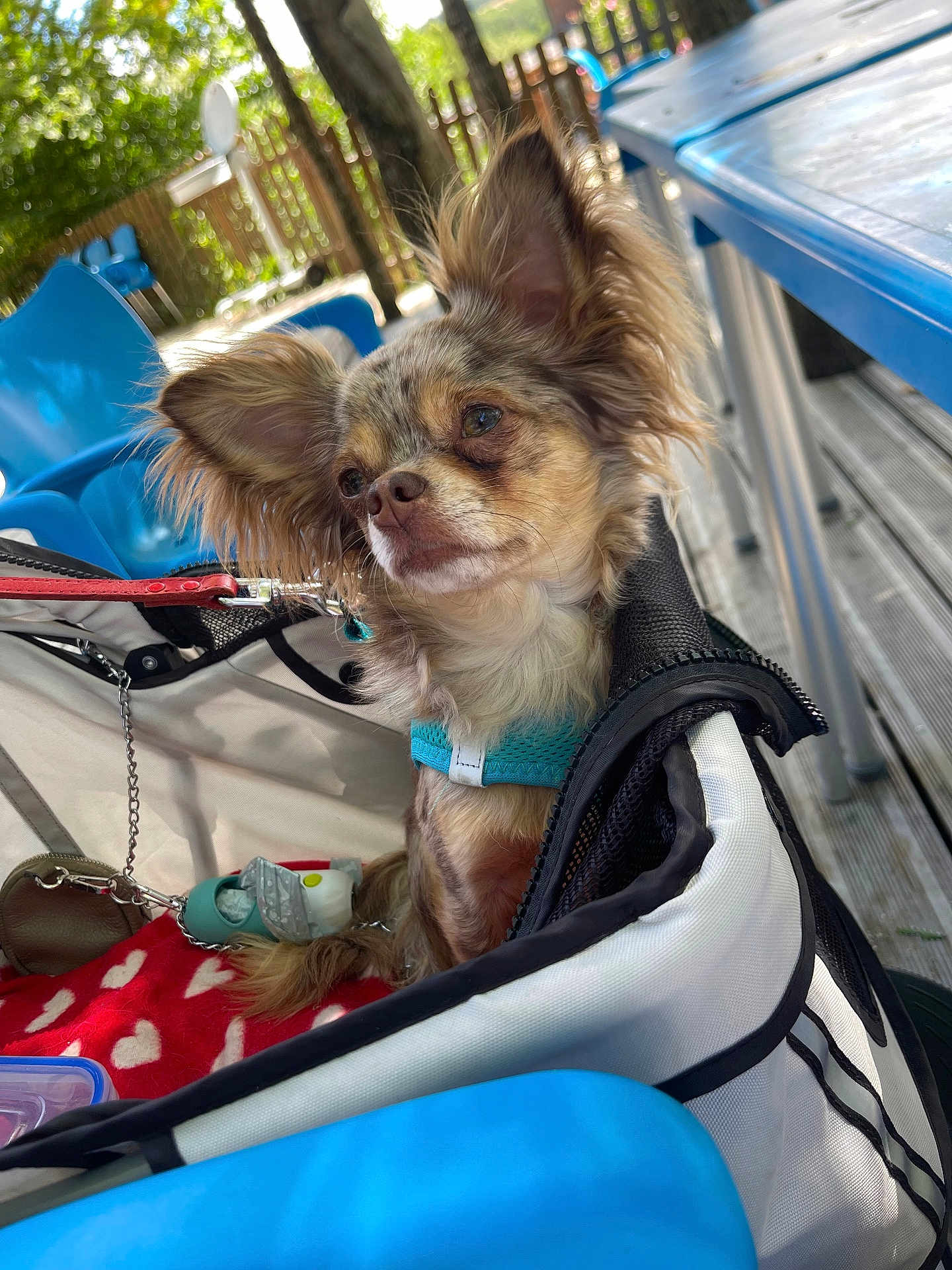 Soho a rejoint le concours — aidez-le/la à gagner de superbes lots ! dog, small_dog, fluffy, blue_harness, pet_carrier, red_blanket, heart_pattern, outdoor, chairs, wooden_fence, natural_light, close_up, pet, animal, cute, ears, face, fur, resting, daylight