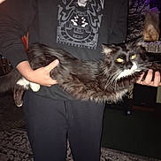 Boo Boo is registered to the contest to win money with this photo: cat, person, indoor, holding, black_and_white, furry, long_cat, flash, dark_clothing, carpet, lamp, hand, stretching, home, feline, pet, whiskers, eyes_glowing, casual, portrait