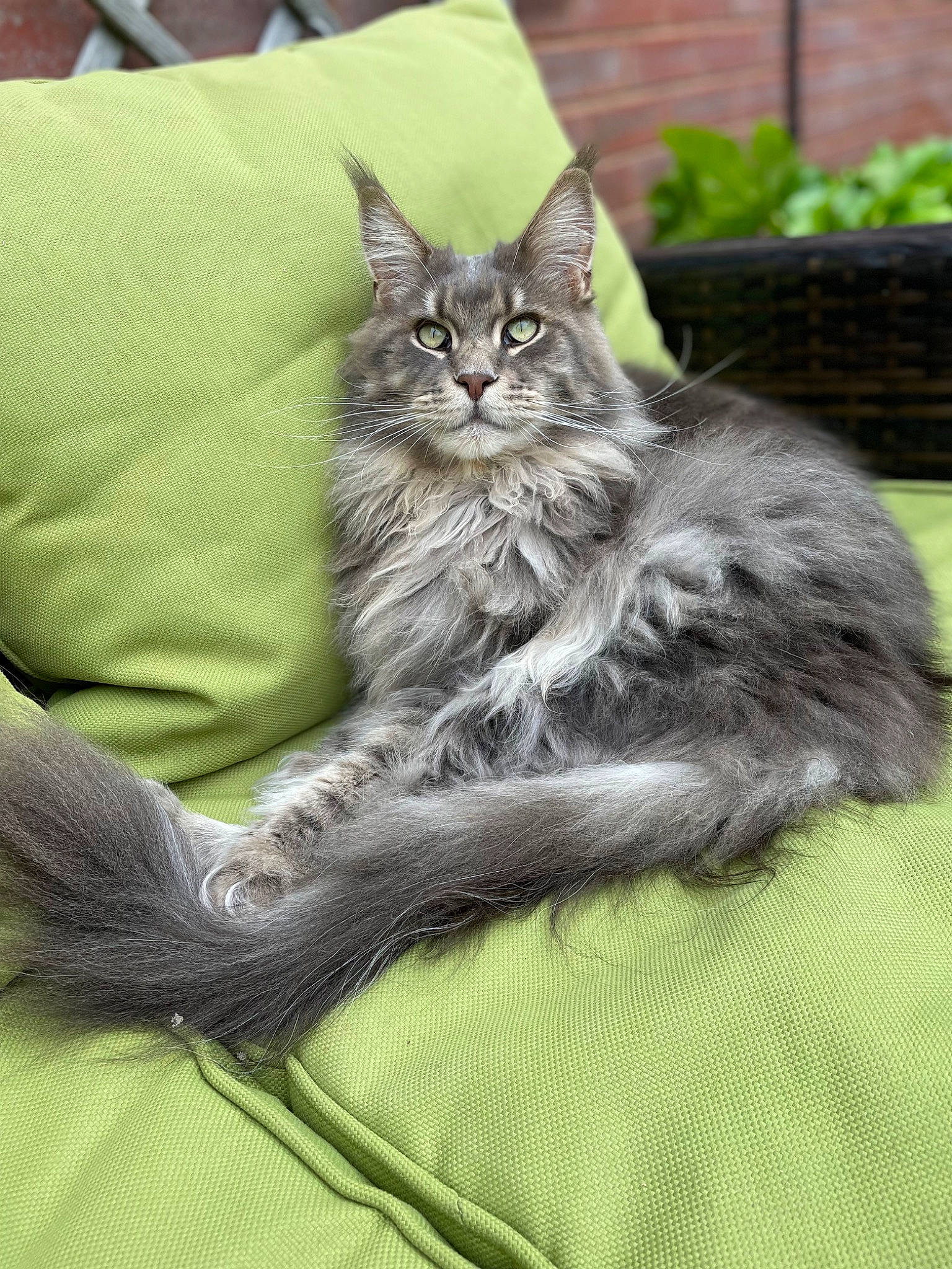 Humphrey joined the competition — help win amazing prizes! carnivore, cat, claw, comfort, domestic_short_haired_cat, felidae, flowerpot, fur, grey, leg, paw, plant, sitting, small_to_medium_sized_cats, snout, tail, terrestrial_animal, whiskers