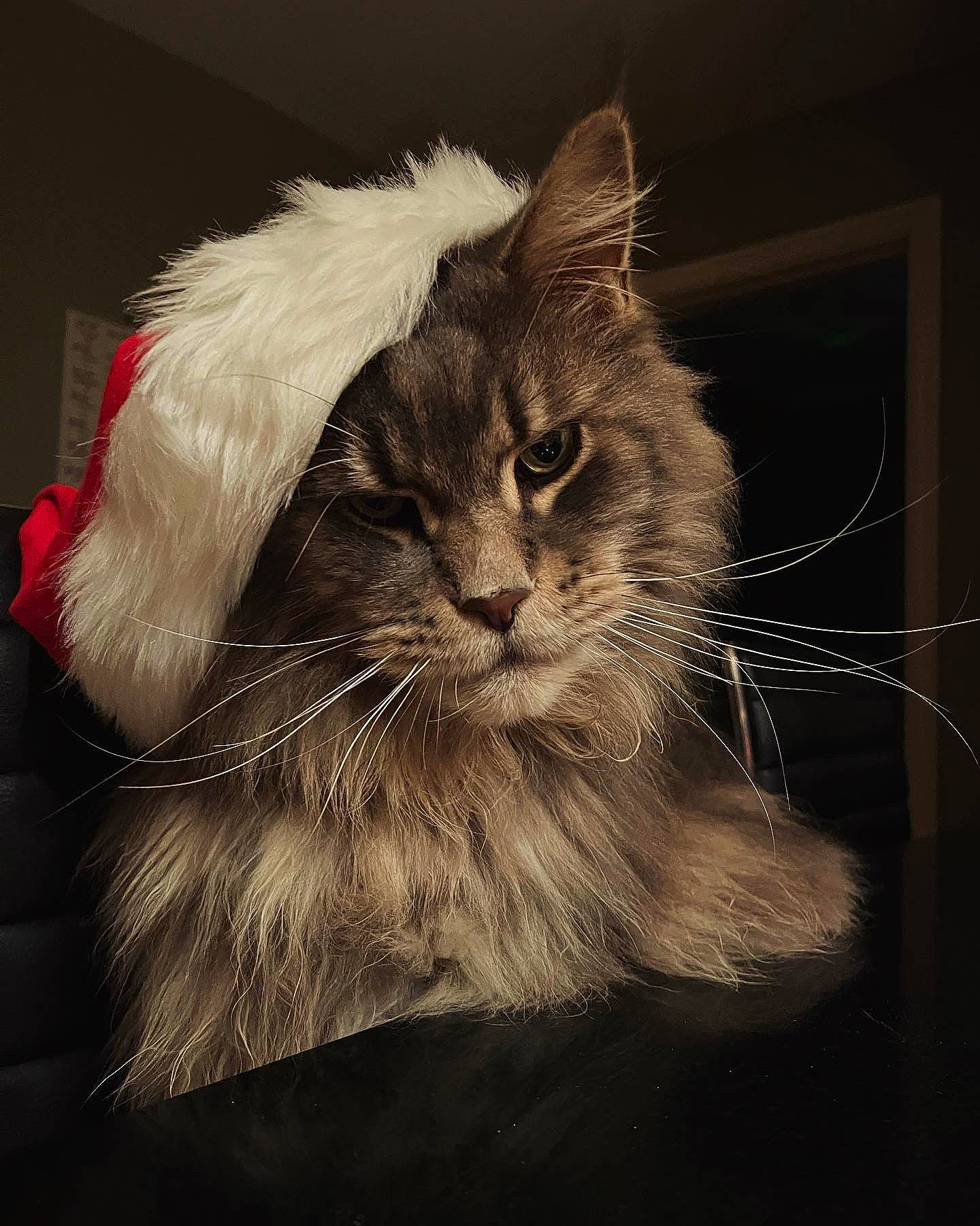 Humphrey joined the competition — help win amazing prizes! carnivore, cat, claw, darkness, domestic_short_haired_cat, felidae, fur, maine_coon, monochrome_photography, paw, plant, small_to_medium_sized_cats, tail, terrestrial_animal, whiskers, window