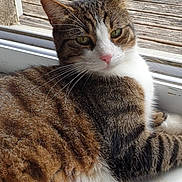 Leeroy participe au concours pour gagner de l'argent avec cette photo : cat, close_up, domestic_cat, feline, fur, green_eyes, home, indoor, pet, pink_nose, portrait, relaxed, screenshot, sleepy, tabby, ui_icons, whiskers, window, windowsill, wooden_deck