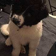 Orya participe au concours pour gagner de l'argent avec cette photo : carnivoran, dog, dog_breed, dog_breed_group, dog_like_mammal, fur, karakachan_dog, landseer, newfoundland, puppy