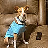 dog, pet, shirt, brown_leather_couch, remote_control, indoor, animal, canine, sitting, attentive, collar, furniture, living_room, cute, domestic_animal, small_dog, light_blue, ears_up, alert, companion