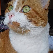 Pitch a rejoint le concours — aidez-le/la à gagner de superbes lots ! cat, close_up, orange_cat, white_fur, green_eyes, whiskers, indoor, window, curious, pet, feline, domestic_cat, soft_light, portrait, animal, ears, nose, fur_texture, background_blur, looking_away
