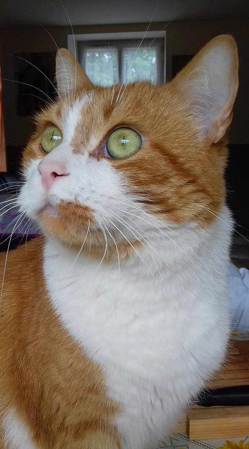 Pitch a rejoint le concours — aidez-le/la à gagner de superbes lots ! cat, close_up, orange_cat, white_fur, green_eyes, whiskers, indoor, window, curious, pet, feline, domestic_cat, soft_light, portrait, animal, ears, nose, fur_texture, background_blur, looking_away