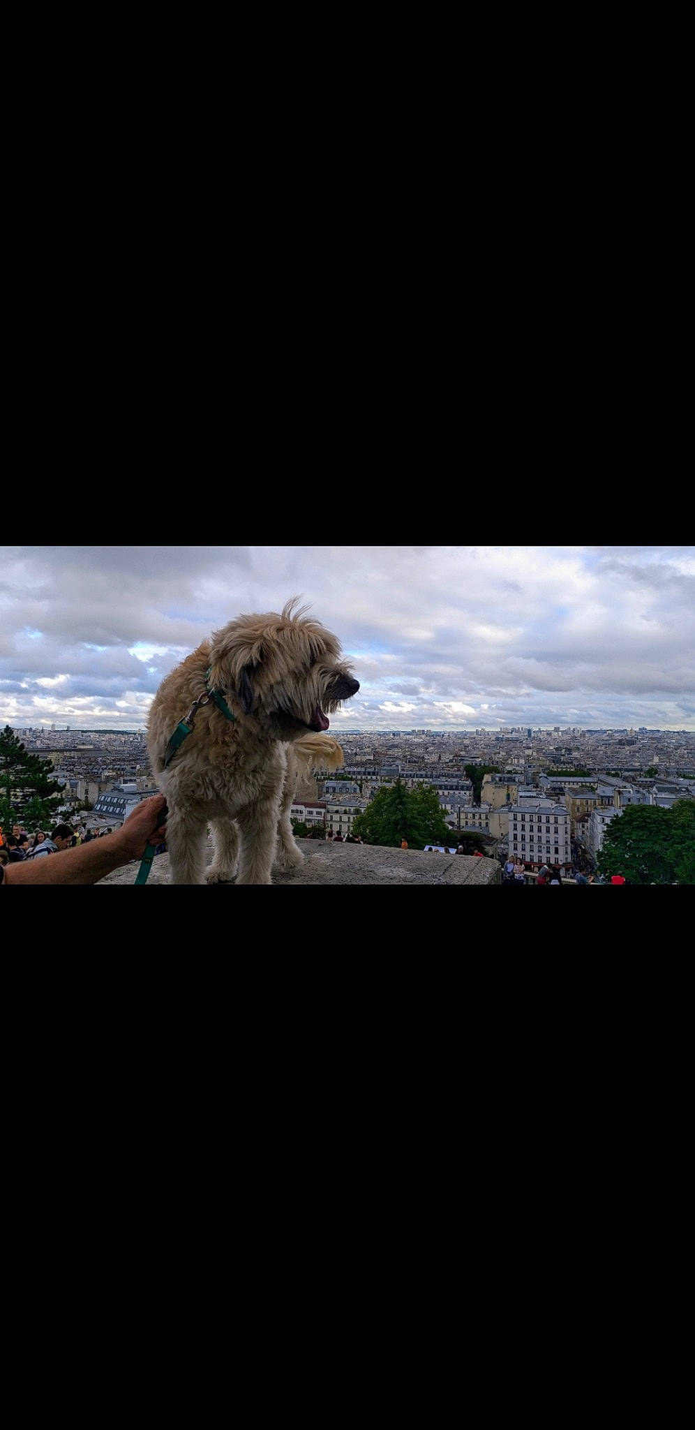 Terry a rejoint le concours — aidez-le/la à gagner de superbes lots ! canidae, carnivore, lion, photography, sky, wildlife