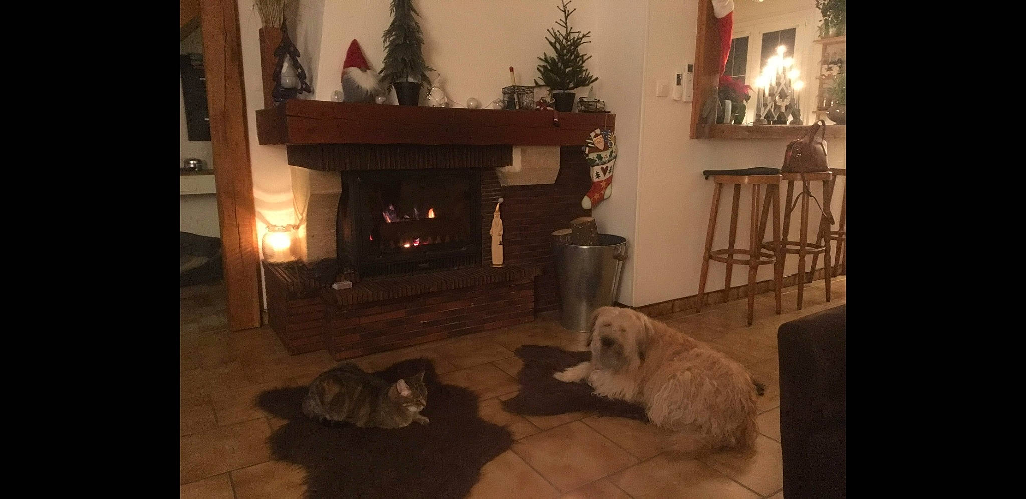 Terry a rejoint le concours — aidez-le/la à gagner de superbes lots ! canidae, carnivore, dog, dog_breed, fireplace, furniture, hardwood, hearth, home, house, interior_design, living_room, room, tibetan_terrier